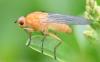 Dryomyza flaveola